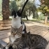 Sevecen YAVRU mırıl mırıl dişi ACİL YUVA fotoğraf