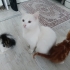 Kırma Ankara kedisi fotoğraf