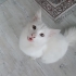 Kırma Ankara kedisi fotoğraf