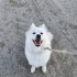 Samoyed Yuva Arıyor fotoğraf