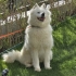 Samoyed Yuva Arıyor fotoğraf
