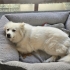 Samoyed Yuva Arıyor fotoğraf