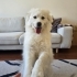 Samoyed Yuva Arıyor fotoğraf