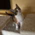 Çok şeker calico prensese yuva fotoğraf