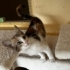 Çok şeker calico prensese yuva fotoğraf