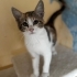 Çok şeker calico prensese yuva fotoğraf