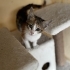 Çok şeker calico prensese yuva fotoğraf