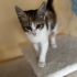 Çok şeker calico prensese yuva fotoğraf