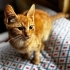 2,5 aylık turuncu sarman bebek fotoğraf