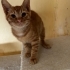 2,5 aylık turuncu sarman bebek fotoğraf
