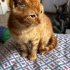2,5 aylık turuncu sarman bebek fotoğraf