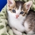 BAMBİ YUVASINI ARIYOR fotoğraf