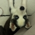 Husky yavru 2 aylık fotoğraf