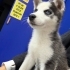 Husky yavru 2 aylık fotoğraf