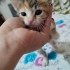 tekir yavru kediler fotoğraf