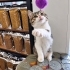 PEPE YUVASINI ARIYOR fotoğraf