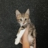 Leopar kaplan desenli grili beyazlı harika tekir yavru🧿🐱05362551683 fotoğraf