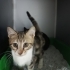 Leopar kaplan desenli grili beyazlı harika tekir yavru🧿🐱05362551683 fotoğraf