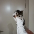 Bir buçuk aylık yumuşacık tüylü biblo gibi bir bebek🧿🐱gibi fotoğraf