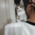 Bir buçuk aylık yumuşacık tüylü biblo gibi bir bebek🧿🐱gibi fotoğraf