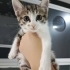 Bir buçuk aylık yumuşacık tüylü biblo gibi bir bebek🧿🐱gibi fotoğraf