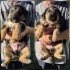2 AYLIK ALMAN KURDU MELEZİ 2 ERKEK YAVRU ÖMÜRLÜK YUVASINI ARIYOR URLA fotoğraf