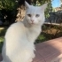 ERENKÖY ERKEK ANKARA KEDİSİ SOKAKTA KAYIPSA SAHİBİ DEĞİLSE ÇOK ACİL YUVA ARIYOR fotoğraf