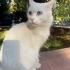 ERENKÖY ERKEK ANKARA KEDİSİ SOKAKTA KAYIPSA SAHİBİ DEĞİLSE ÇOK ACİL YUVA ARIYOR fotoğraf