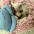Minik sevimli nadir renkli hamster yavru fotoğraf