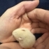 Minik sevimli nadir renkli hamster yavru fotoğraf