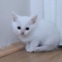 Şeker için acil yuva fotoğraf