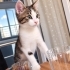Acil yuva aranıyor fotoğraf