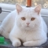 Acil yuva aranıyor fotoğraf
