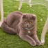 Ücretsiz sahiplenme Scottish kedi fotoğraf