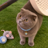 Ücretsiz sahiplenme Scottish kedi fotoğraf