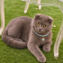 Ücretsiz sahiplenme Scottish kedi fotoğraf