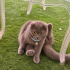 Ücretsiz sahiplenme Scottish kedi fotoğraf