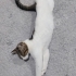 Ailesi taşındığı için bu yavruyu terk ediyor. Acil yuva arıyoruz fotoğraf