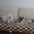 Fox ve puppy ikisi birden sadece İzmir içi fotoğraf