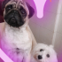 Fox ve puppy ikisi birden sadece İzmir içi fotoğraf