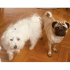 Fox ve puppy ikisi birden sadece İzmir içi fotoğraf