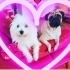 Fox ve puppy ikisi birden sadece İzmir içi fotoğraf