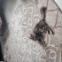 Dişi kedi oyuncu fotoğraf