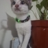 🐾 ACİL YUVA ARANIYOR - ANKARA 🐾 fotoğraf