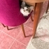 yağmurlu günlerden kaçan oyuncu puding ömürlük yuvasını arıyor fotoğraf