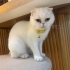Çook sewilceği yuwasını arıyor fotoğraf