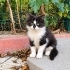 BROM YUVASINI ARIYOR fotoğraf