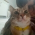 Badem acil sahiplenilmeyi bekliyor fotoğraf