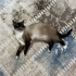 Sevgili Siya için uygun bir ev arıyorum (ücretsiz) 539 425 64 88 fotoğraf