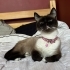 Sevgili Siya için uygun bir ev arıyorum (ücretsiz) 539 425 64 88 fotoğraf